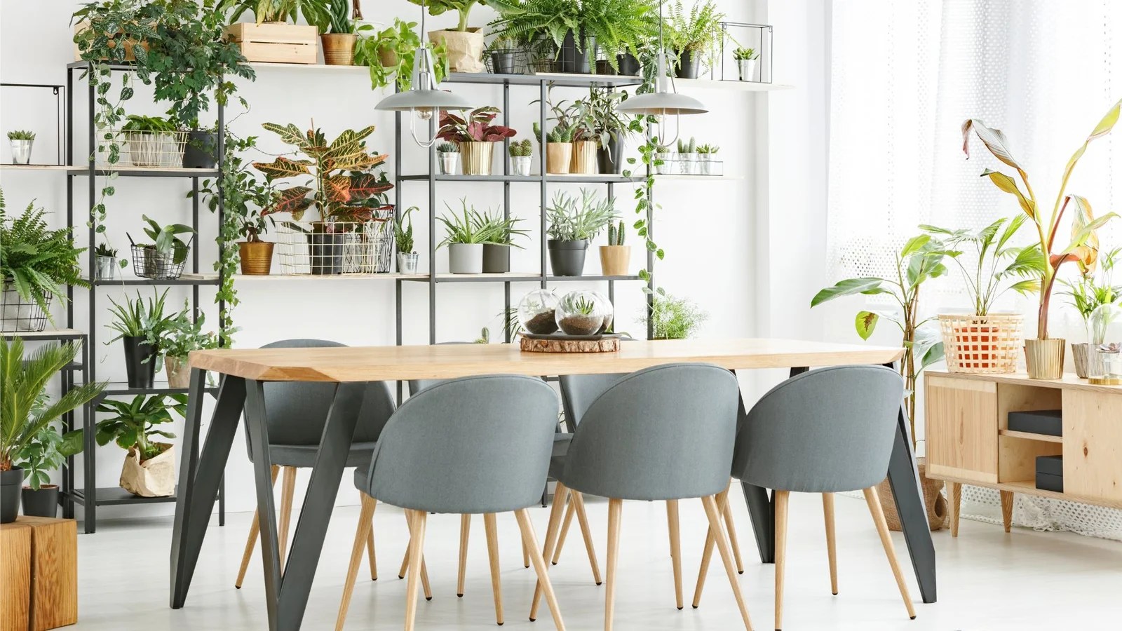 Buy Indoor & Outdoor Plants Online in Qatar Daffodils Plants