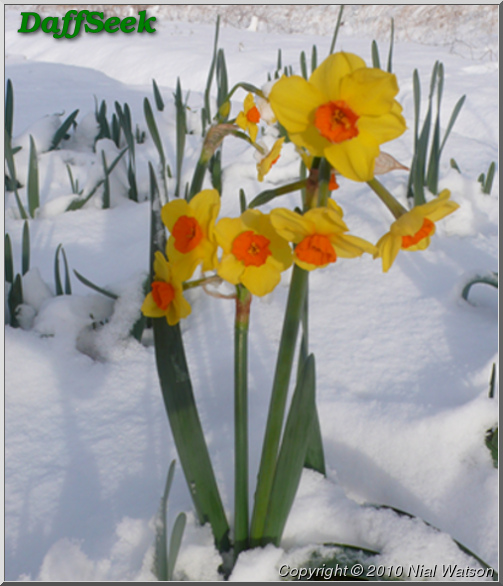 Detail Page DaffSeek