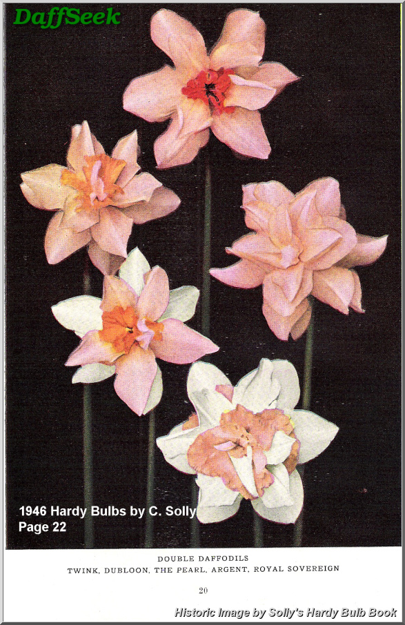 Detail Page DaffSeek