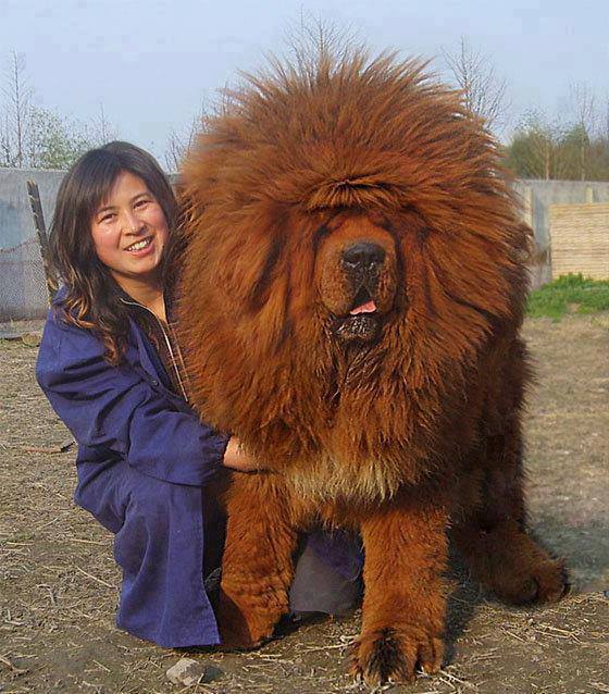 Most Expensive Dog Tibetan Mastiff at Soon Williams blog