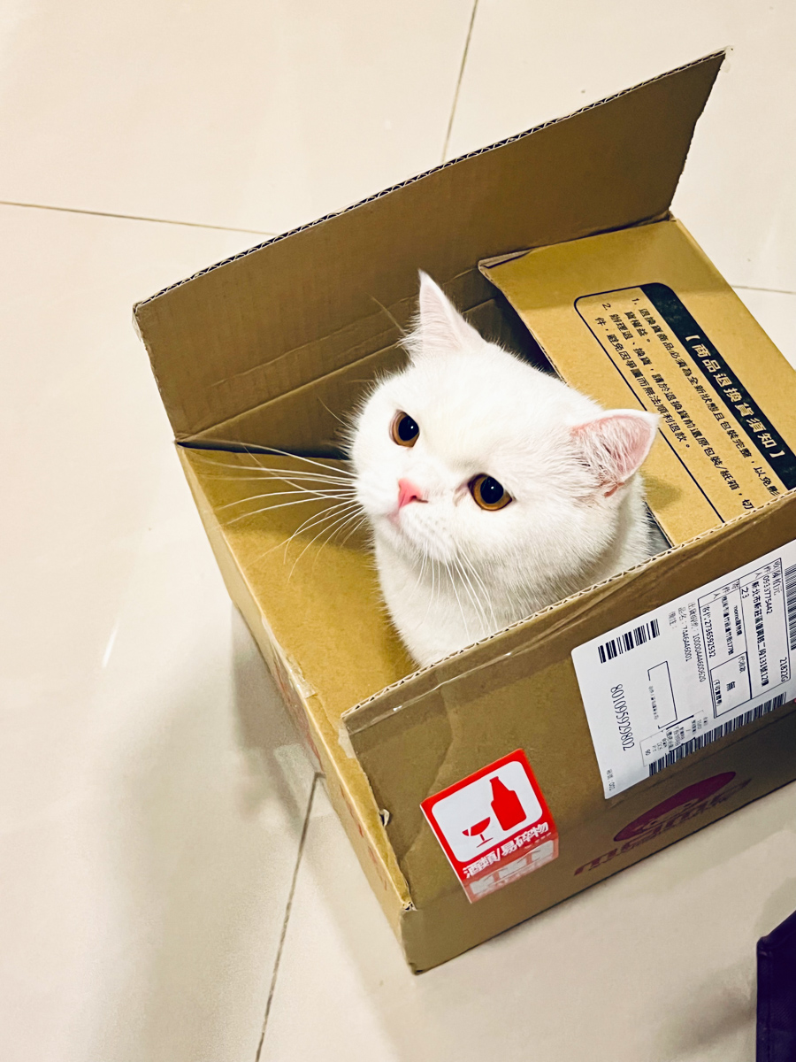 貓貓｜每日一貓🐱