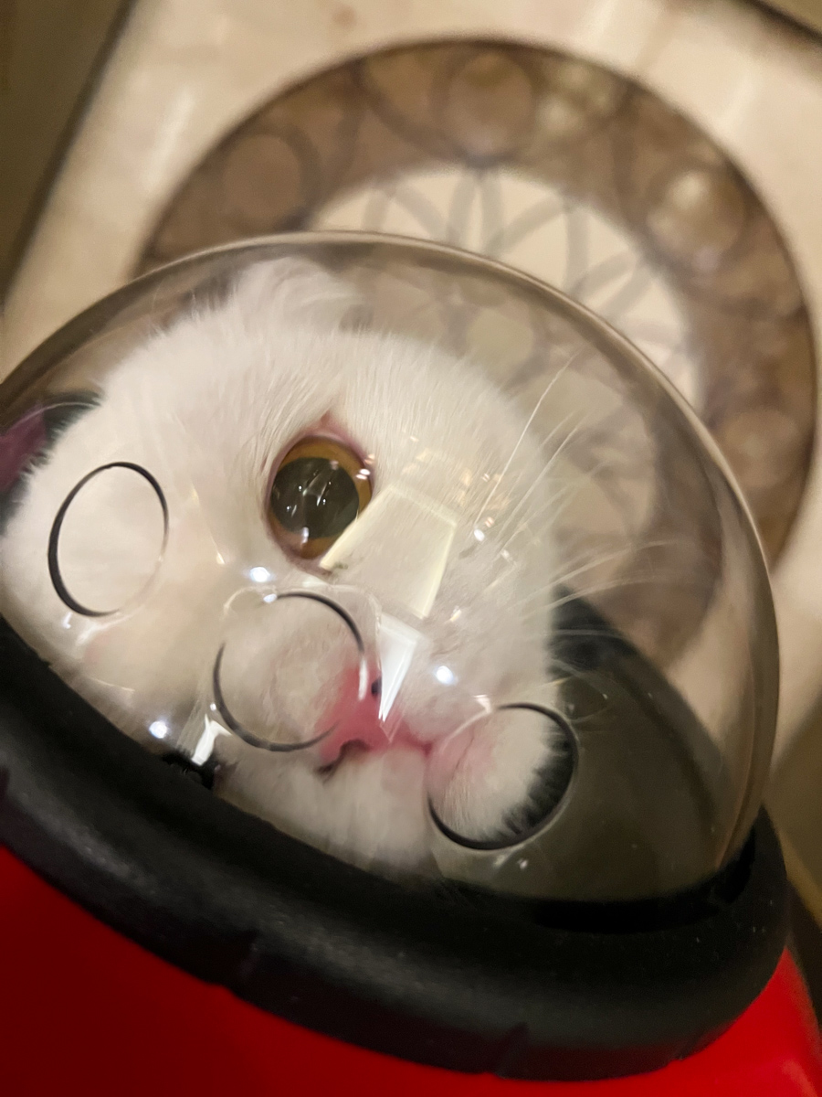 貓貓｜每日一貓🐱