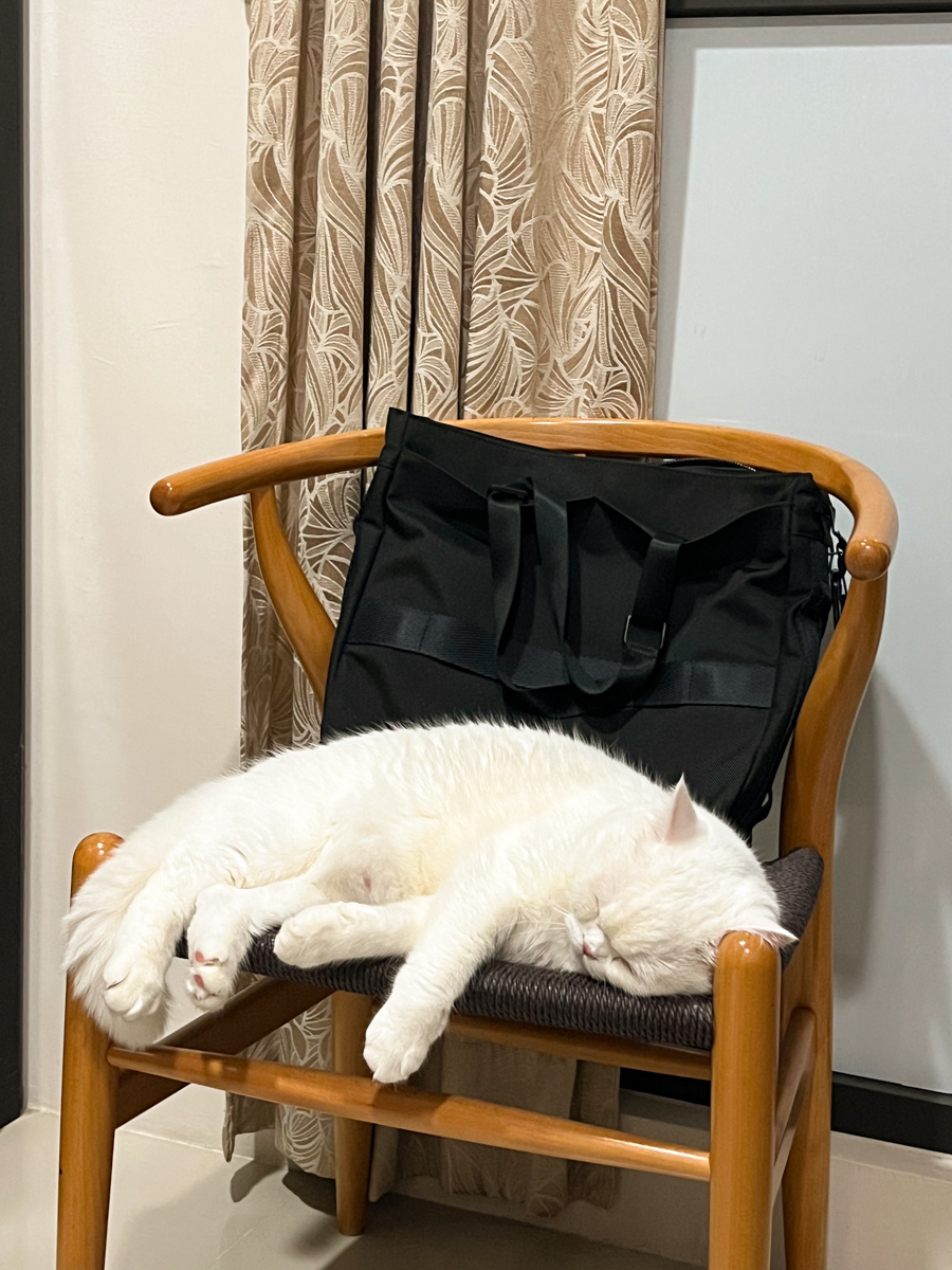 貓貓｜每日一貓🐱