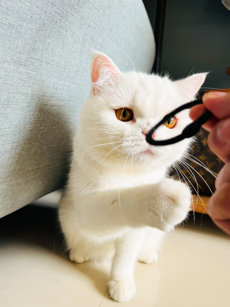 貓貓｜每日一貓🐱