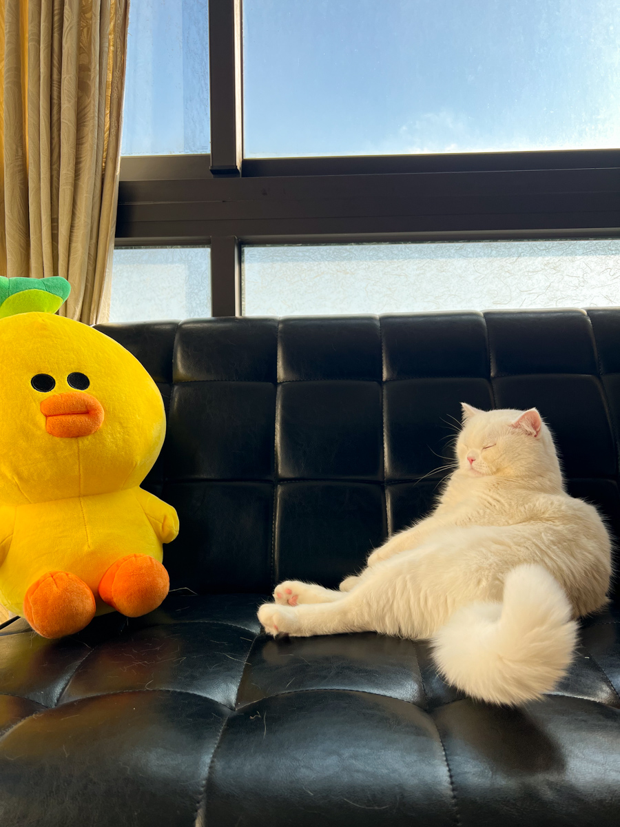 貓貓｜每日一貓🐱