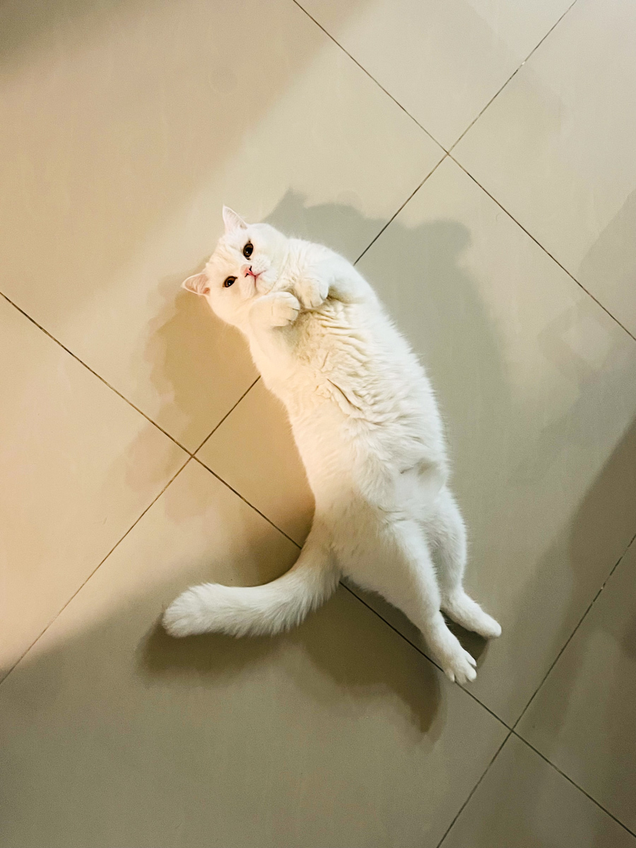 貓貓｜每日一貓🐱