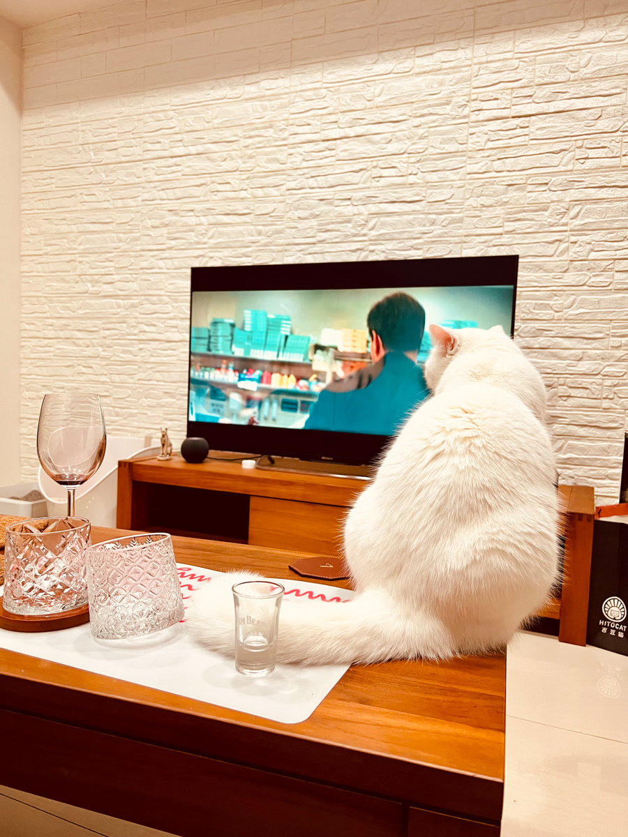 貓貓｜每日一貓🐱