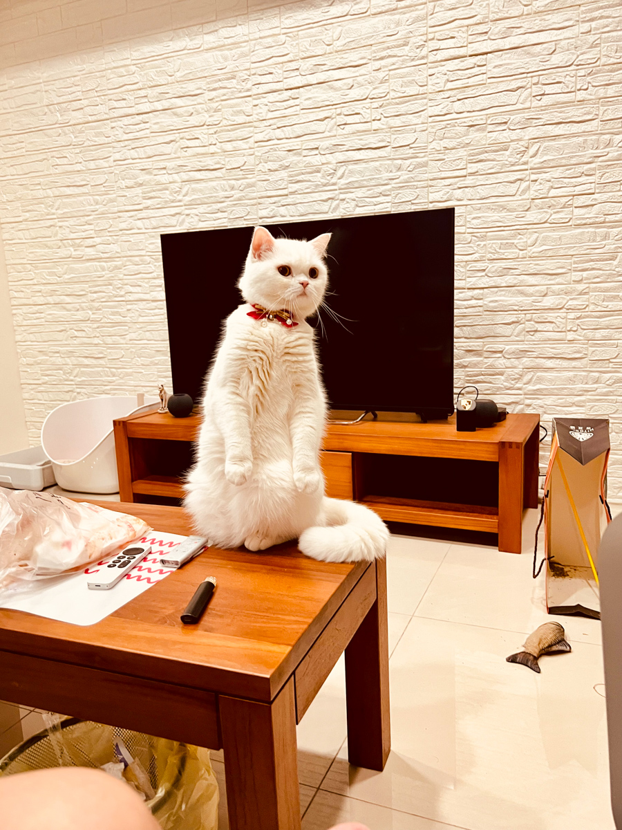 貓貓｜每日一貓🐱