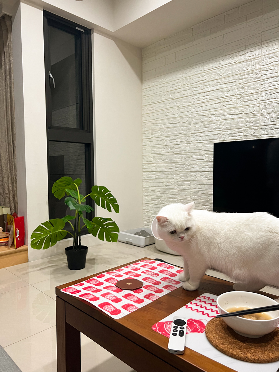 貓貓｜每日一貓🐱