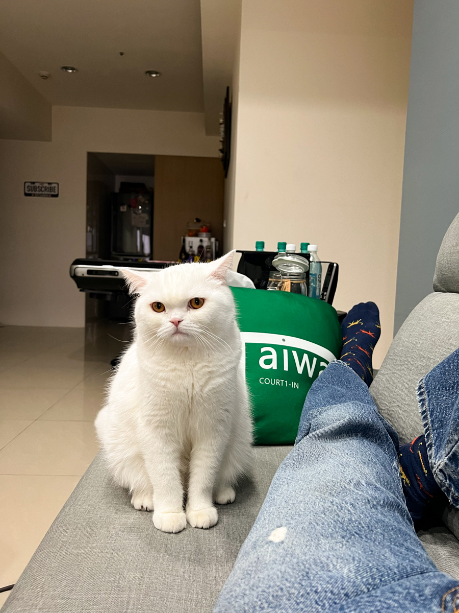 貓貓｜每日一貓🐱