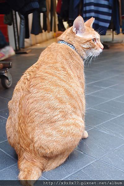 最適合把妹的寵物排行榜TOP 10