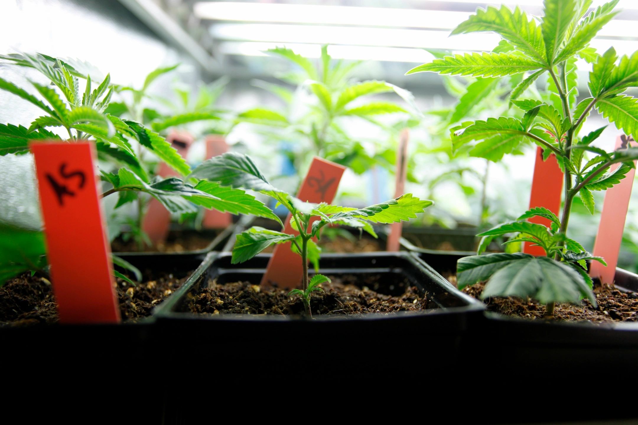 Which Is Better For Growing? Seeds Or Clones Dagga Seeds