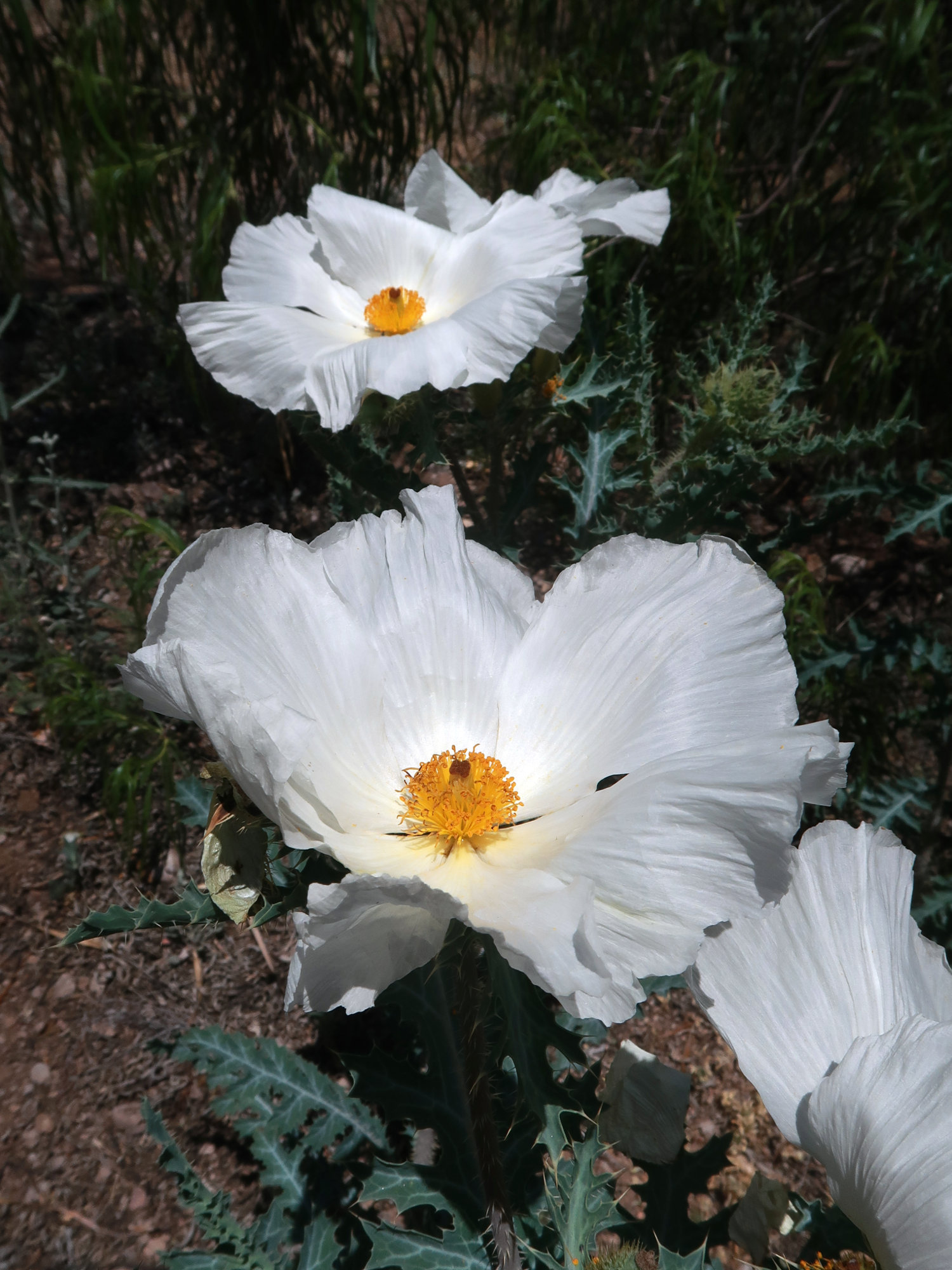 Prickly Poppy Daggawalla Seeds
