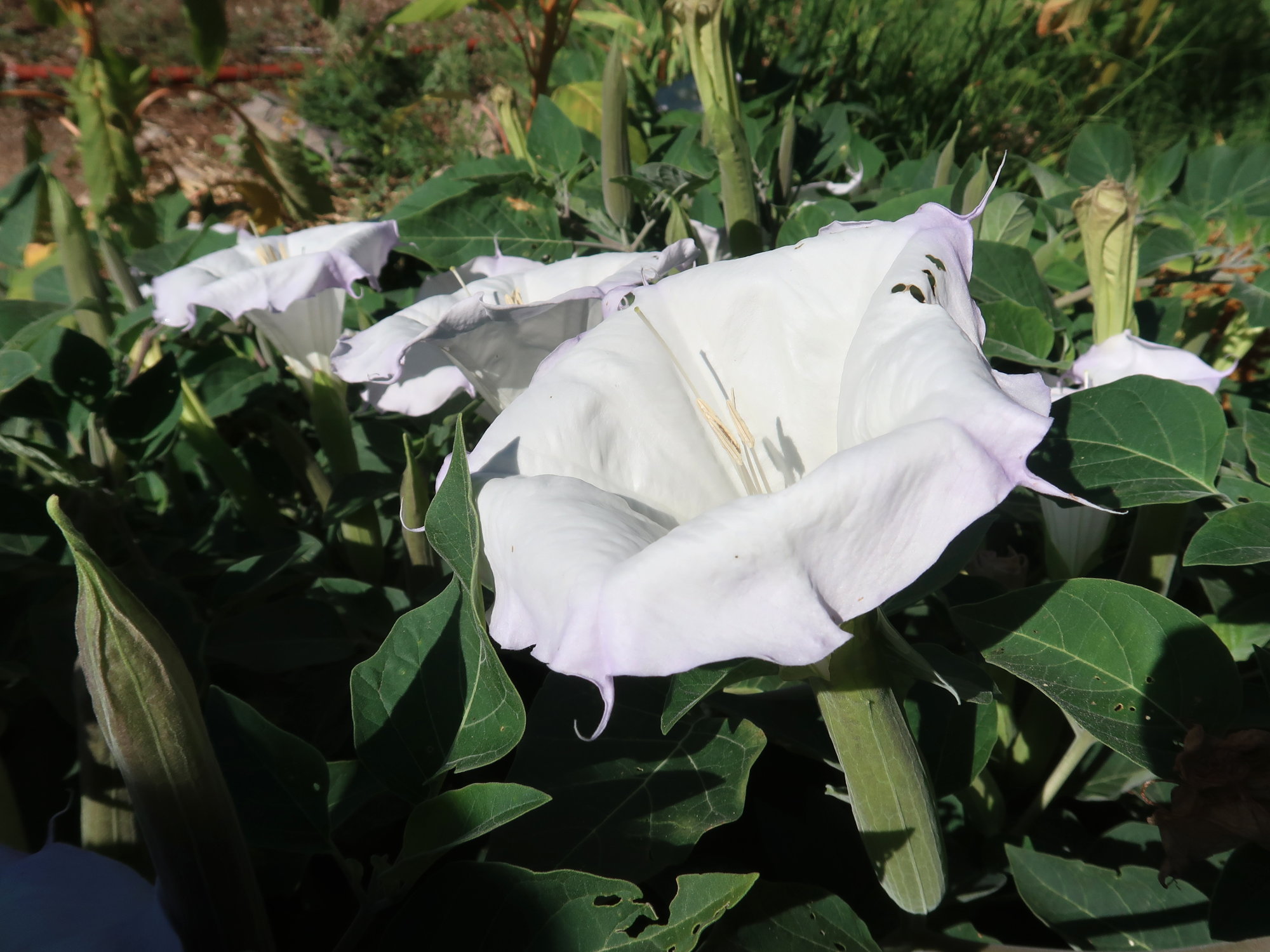 Moonflower, aka Sacred Datura Daggawalla Seeds
