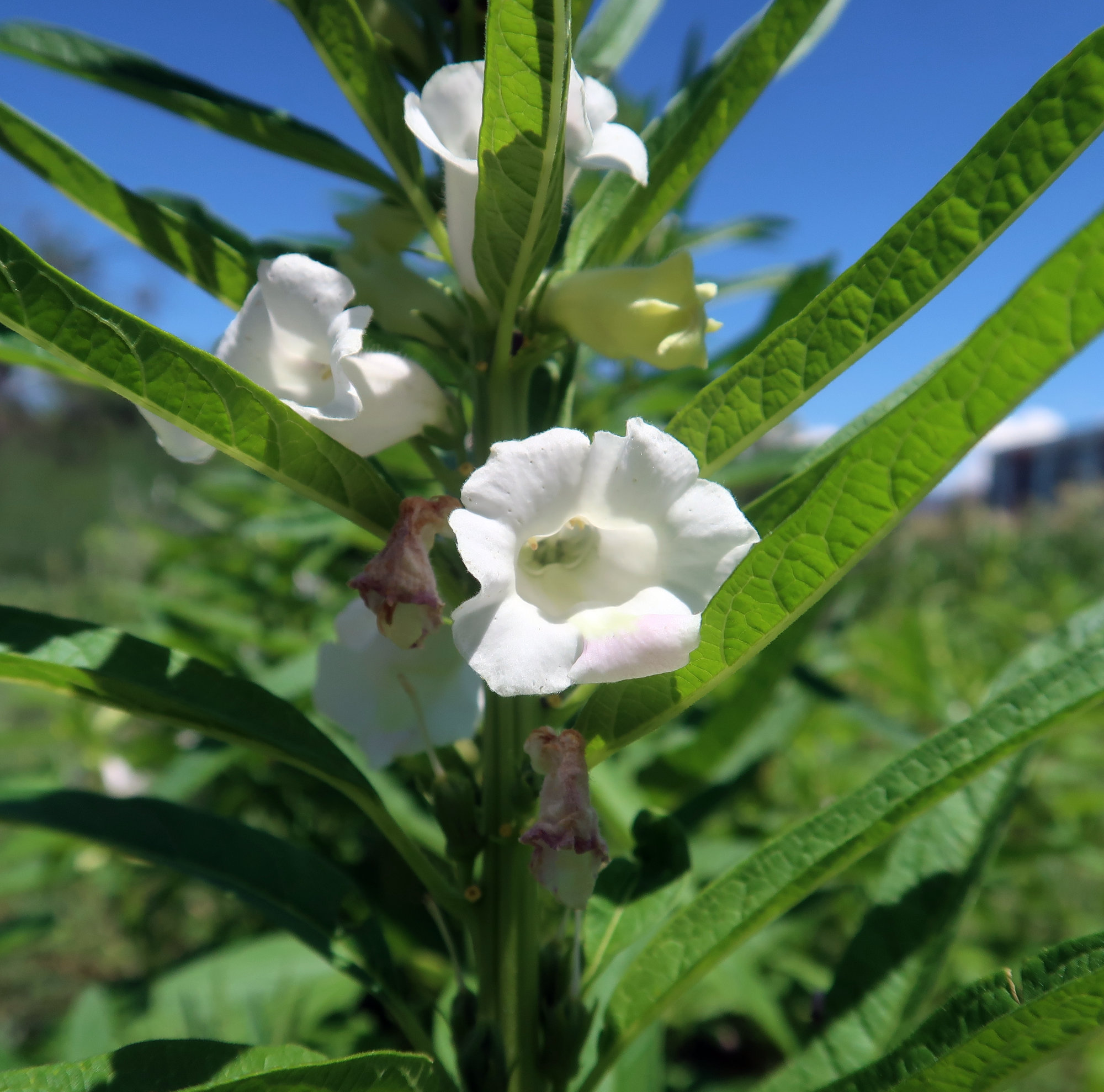 Sesame, Black Daggawalla Seeds