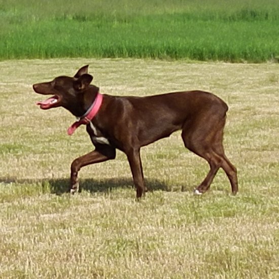 Hangin Tree Cowdogs Meet The Dagley family and their Cowdogs!