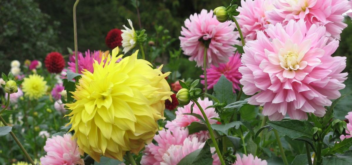 Planting Tubers Dahlialama