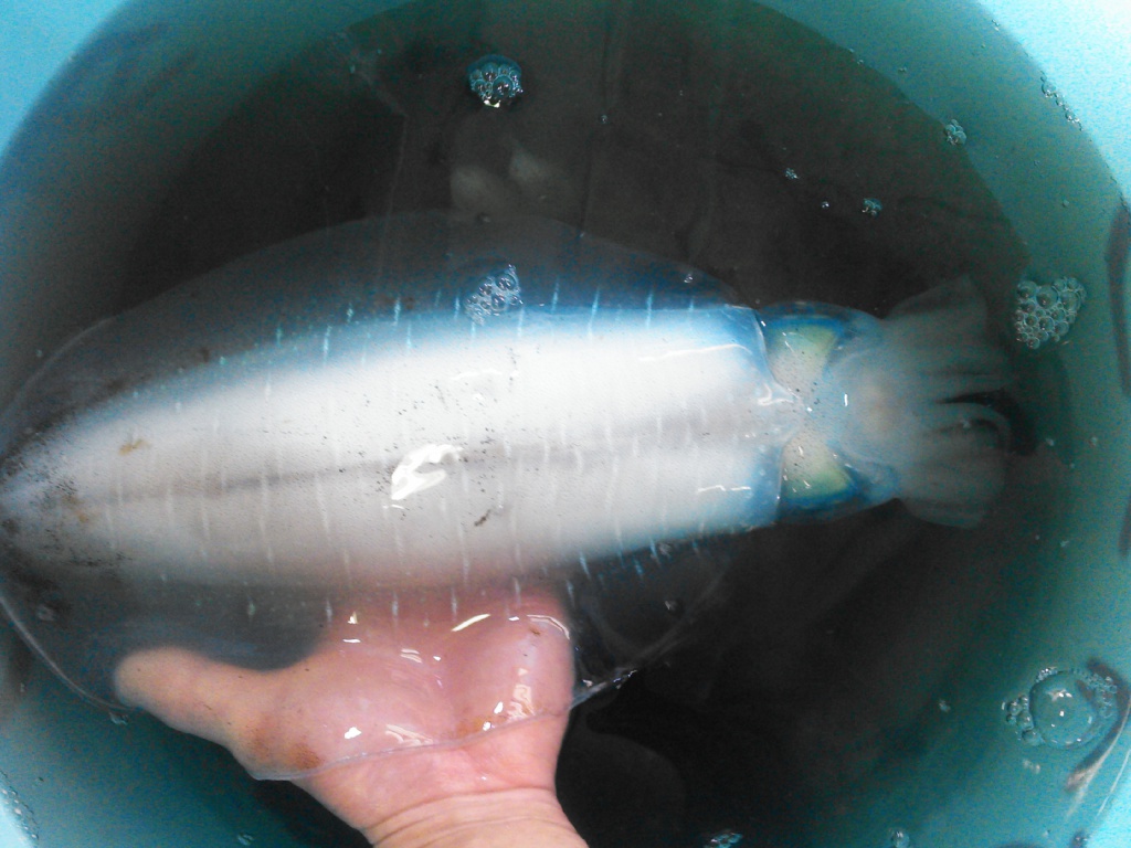 東京湾お魚図鑑 大平丸 船橋漁港