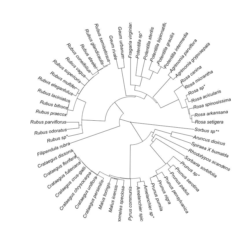 Deriving Phylogenies from Synthesis Trees • rtrees