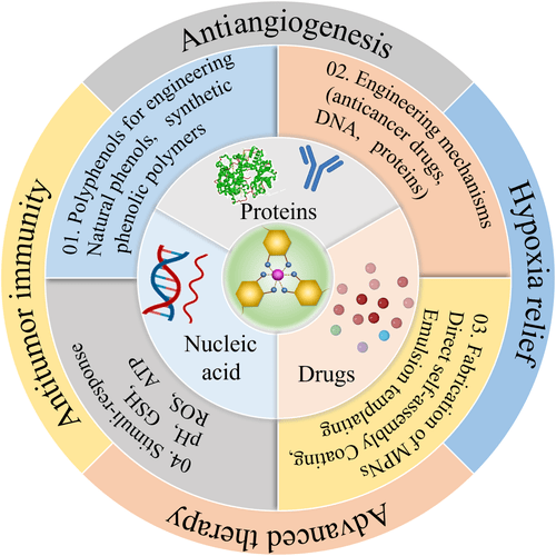 Engineering metal‐phenolic networks for enhancing cancer therapy by