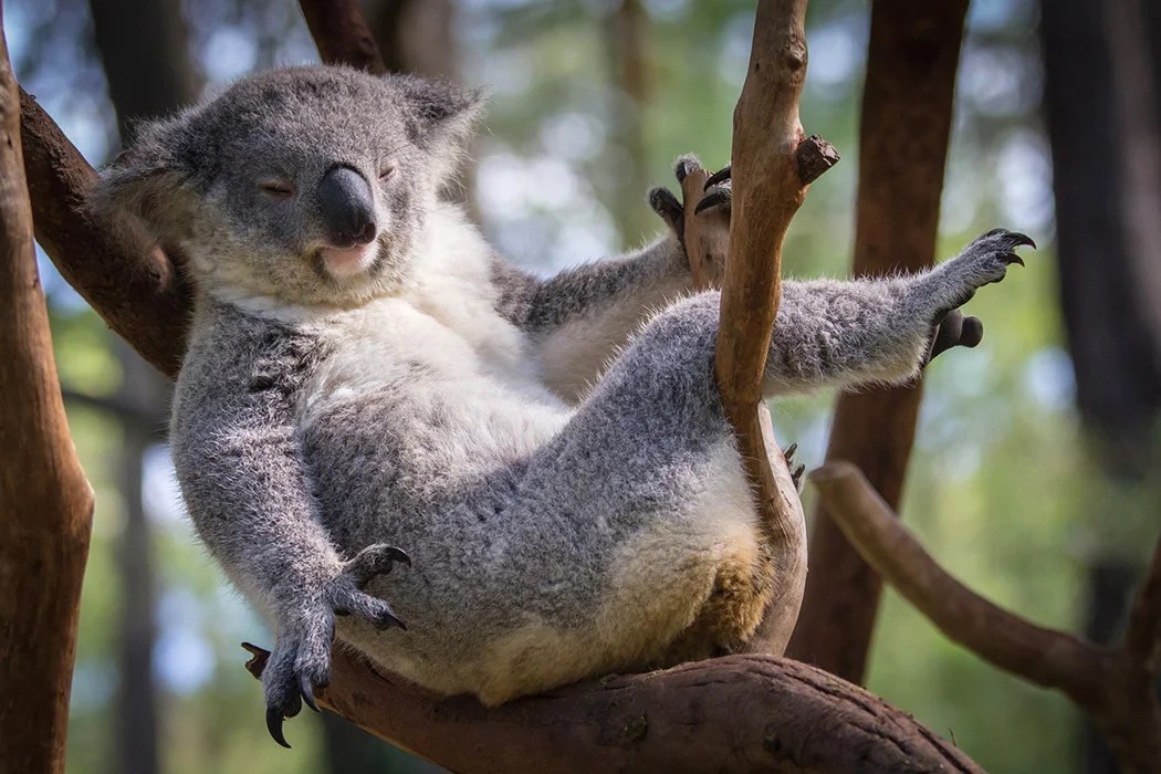 Are Koalas Really Going Extinct? JSTOR Daily