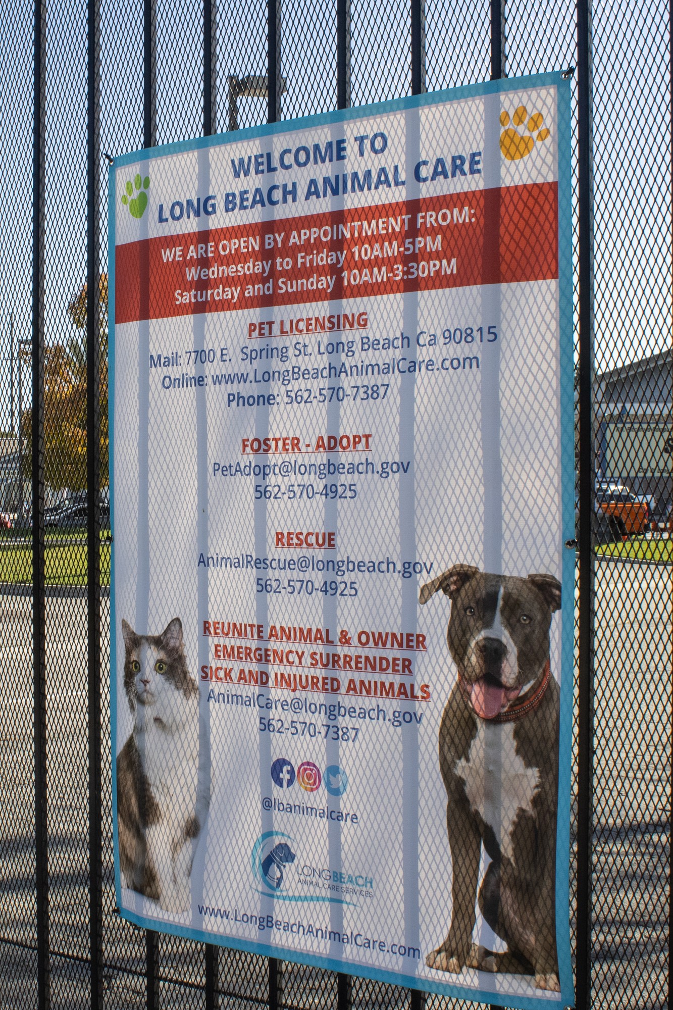 Long Beach animal shelters and rescues see spike in adoptions and fosters Daily FortyNiner