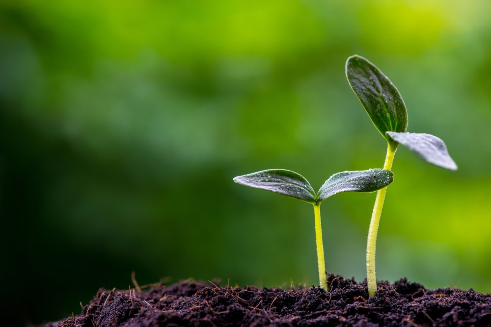 Week 2 Plant Seeds of Hope for a Better Tomorrow! Daily Acts
