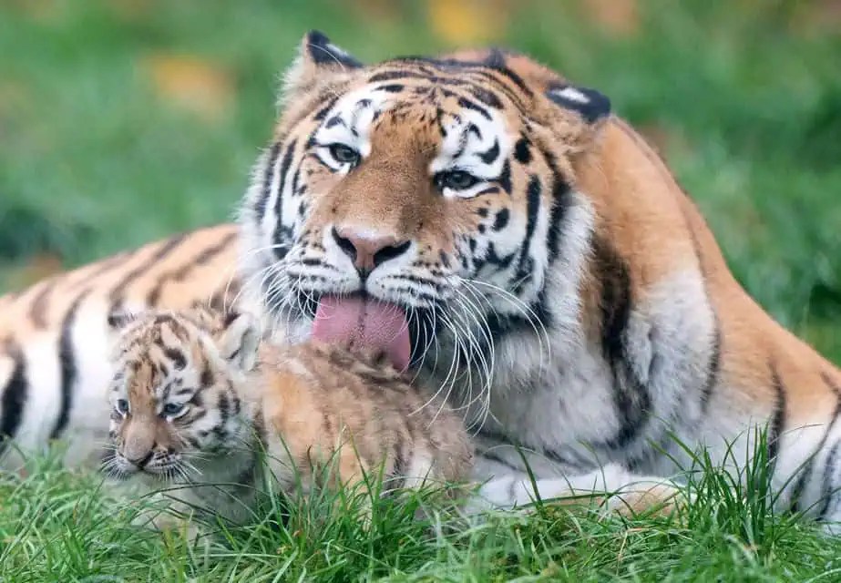 Joyous Births Triplet Lion Cubs and Amur Tiger Cubs Captivate Zoo Visitors