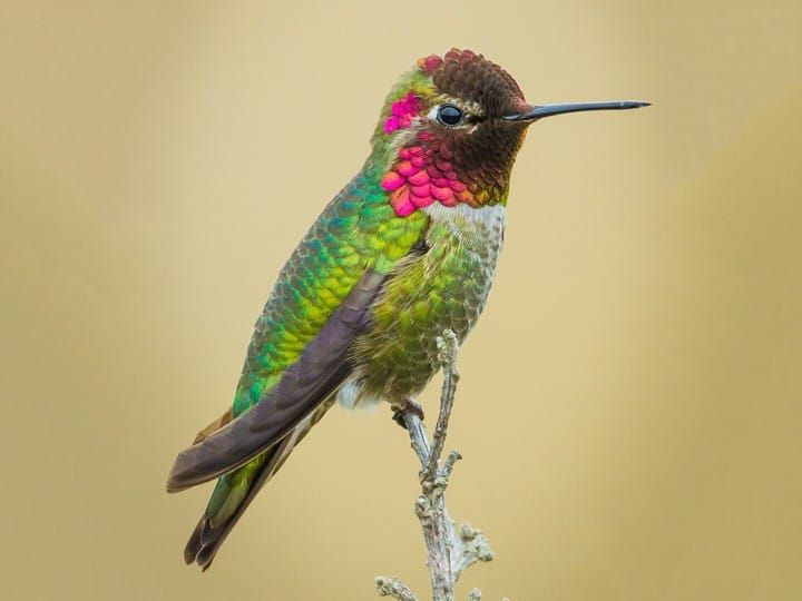 Most Common Hummingbirds Daily Birder