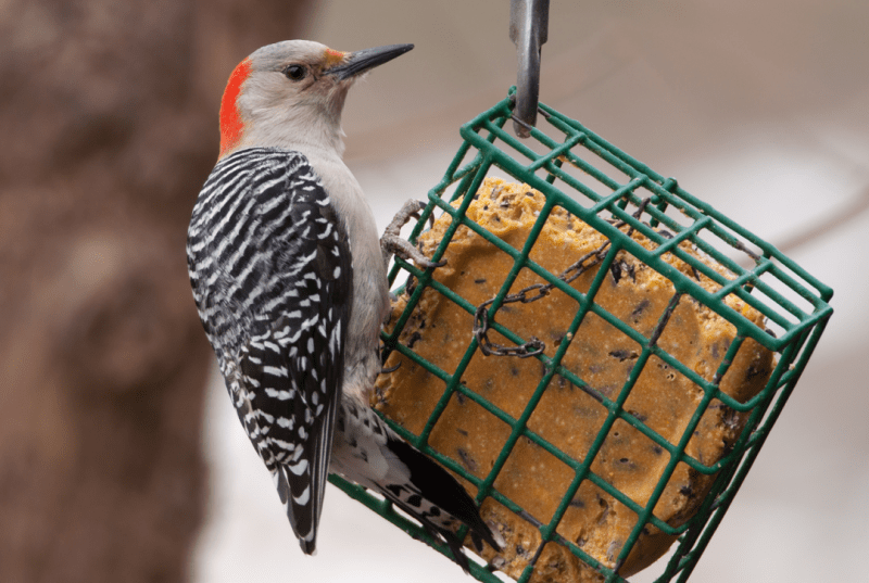 What Do Woodpeckers Eat? Daily Birder