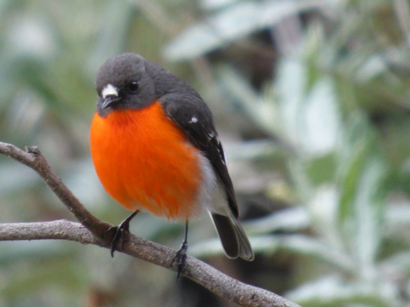 Flame Robin The Black Bird With An Orange Chest Daily Birder