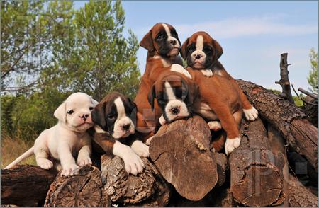 How To Buy A Boxer Puppy |