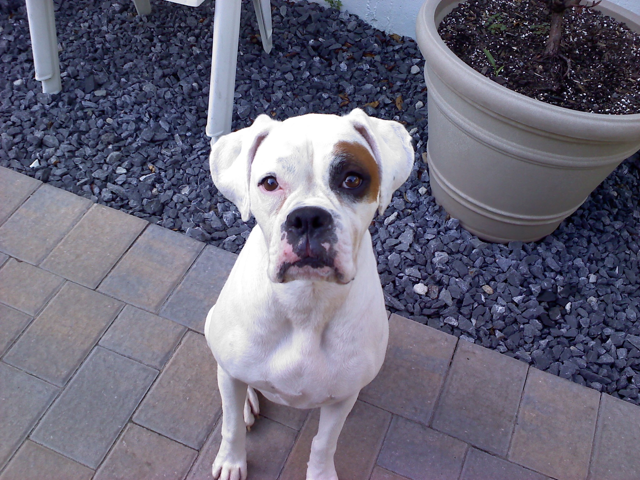 Gingival Hyperplasia and Boxers Teeth