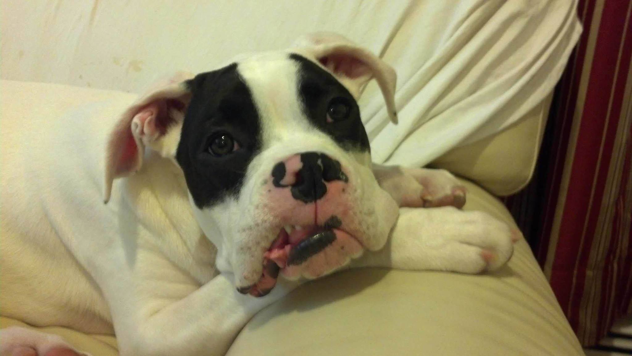 Deaf Boxer 4 Training Tips The Daily Boxer