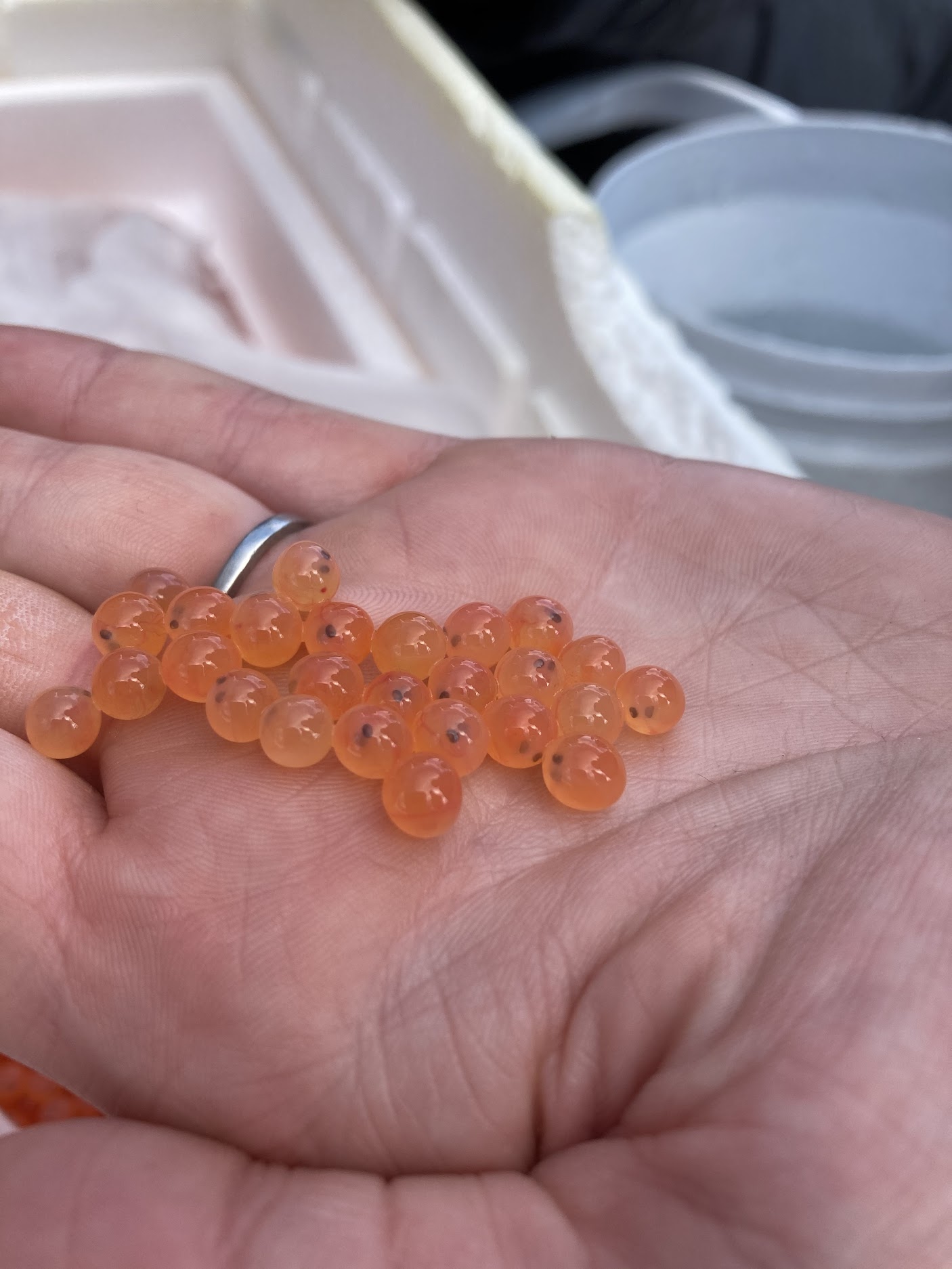 Reviving the Atlantic salmon, one egg at a time Daily Bulldog