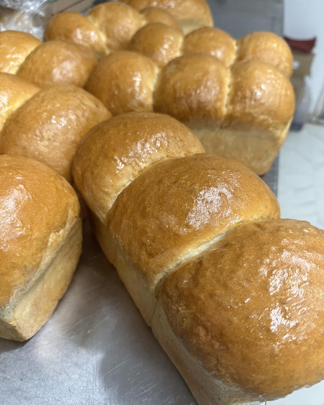 Home The Daily Catch