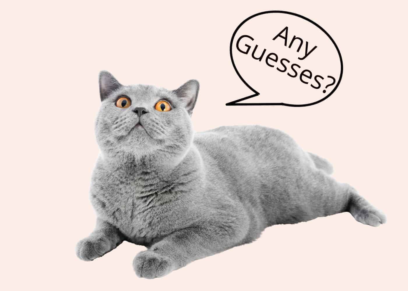 How Long Can Cats Go without Food? Unraveling the Mystery!