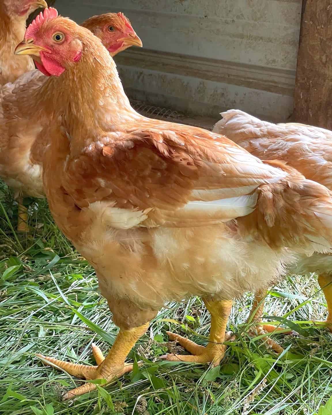 22 Best Meat Chickens to Raise in Your Backyard