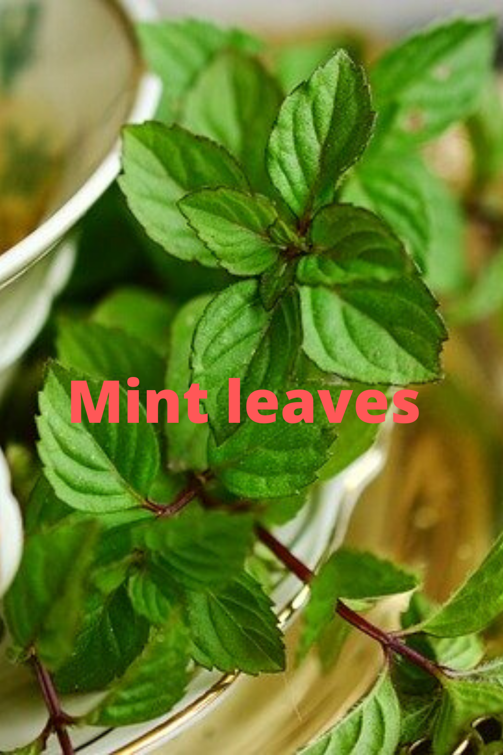 Mint leaves of many diseases are mint leaves News boss
