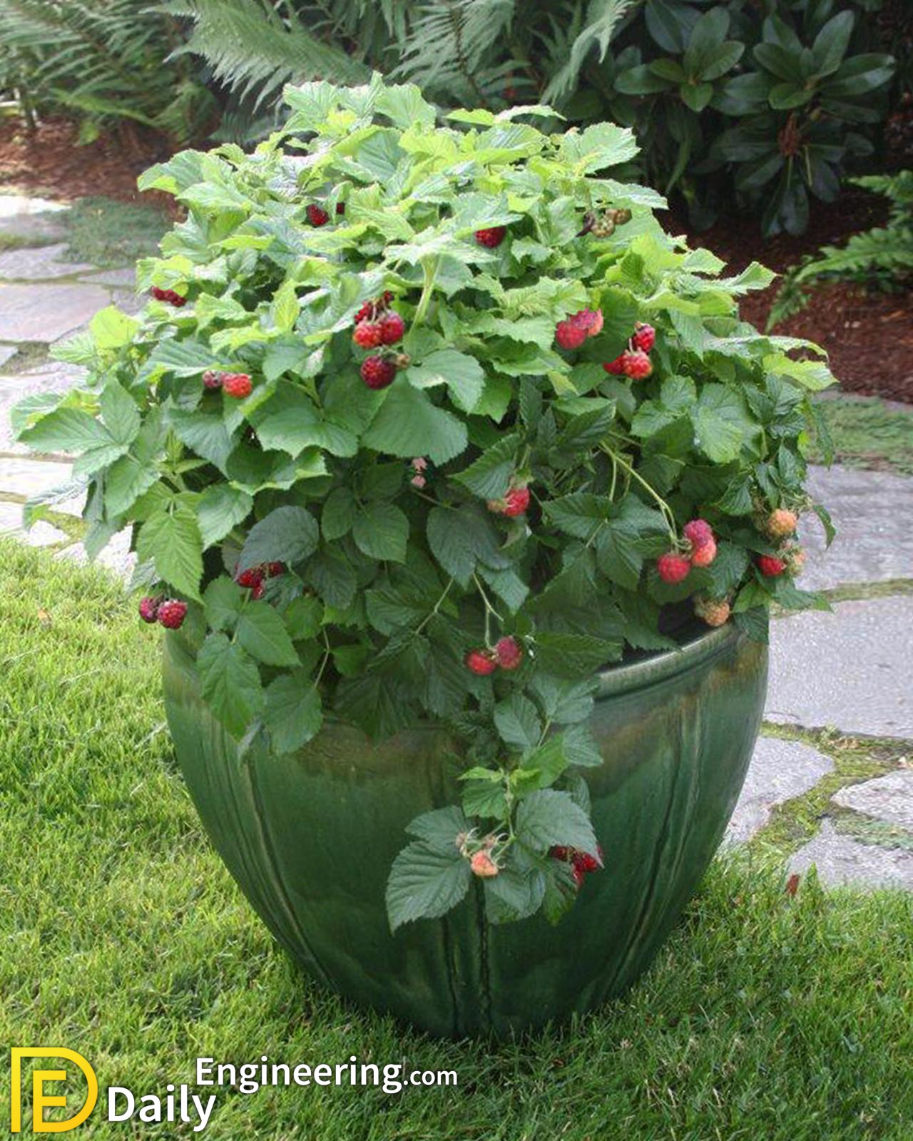 How To Grow Vegetables At Home In Pots Daily Engineering
