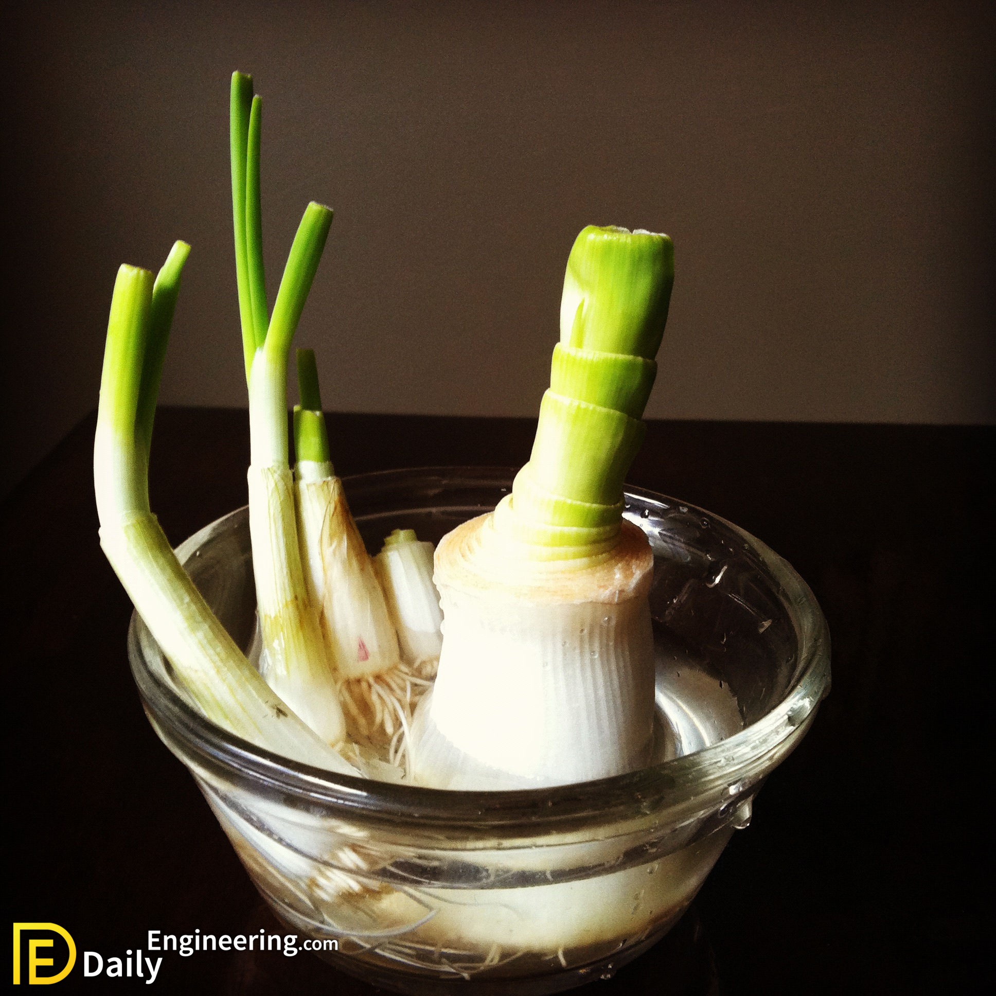 How To Grow Vegetables At Home In Pots Daily Engineering