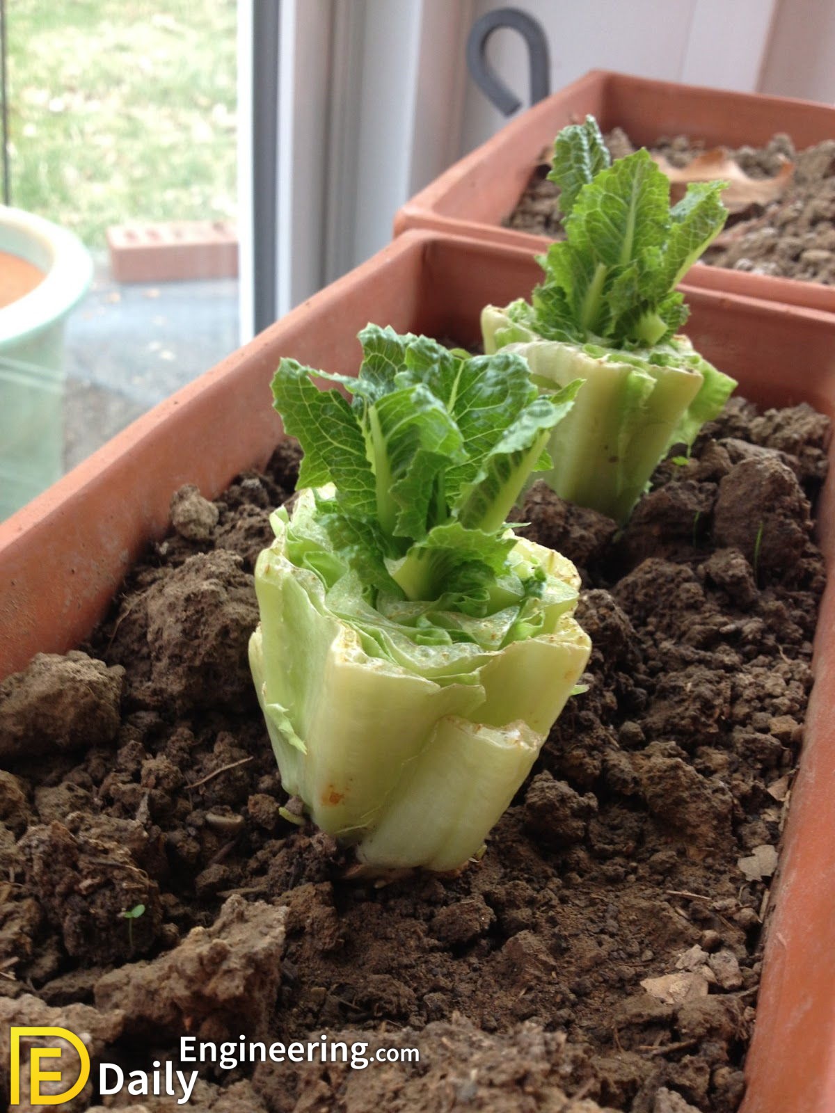 How To Grow Vegetables At Home In Pots Daily Engineering