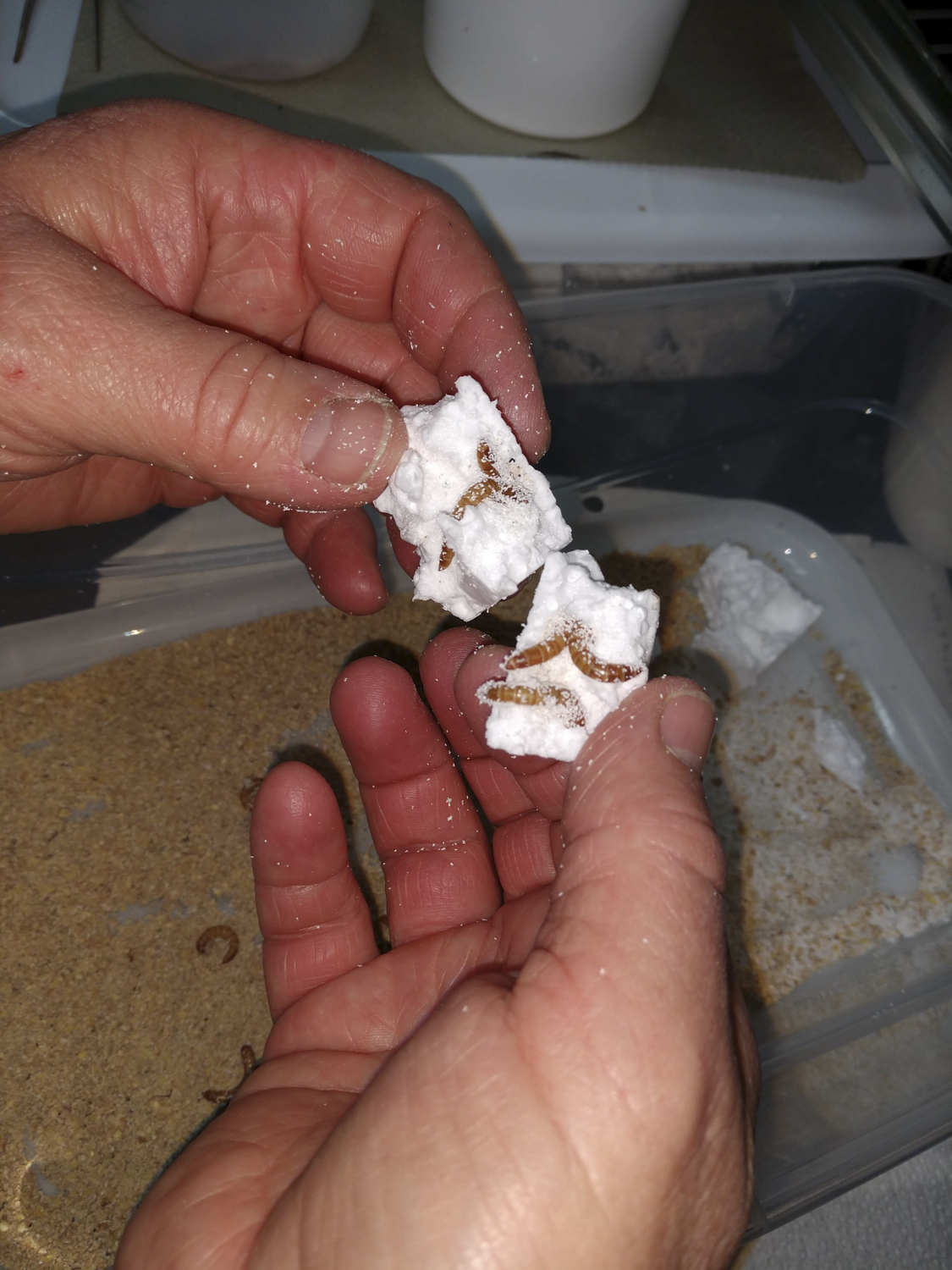 WSU student tests Styrofoameating mealworms as protein source The