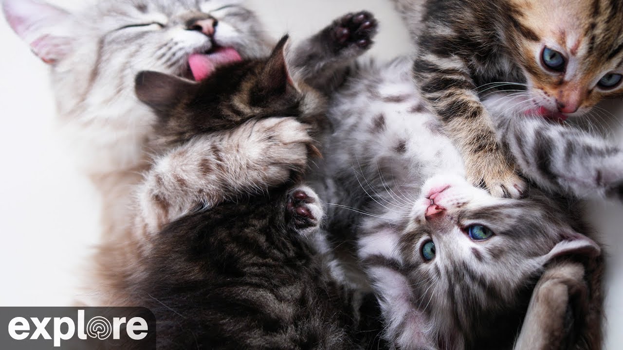 Kitten Rescue Cat Cam powered by Daily Fail