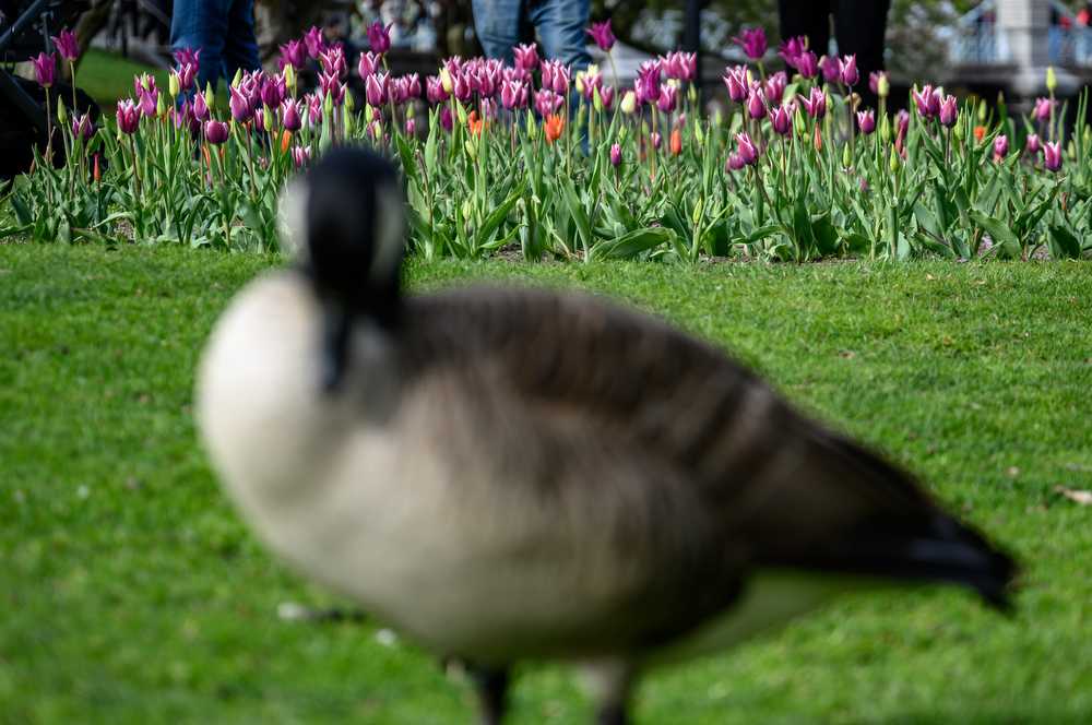 GALLERY Tulips bloom in Boston Public Garden The Daily Free Press