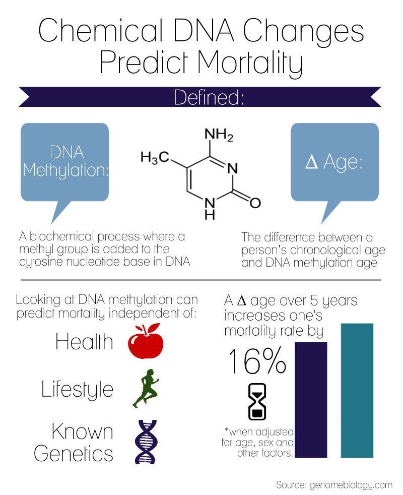 DNA chemical changes may better predict age, health, study finds The