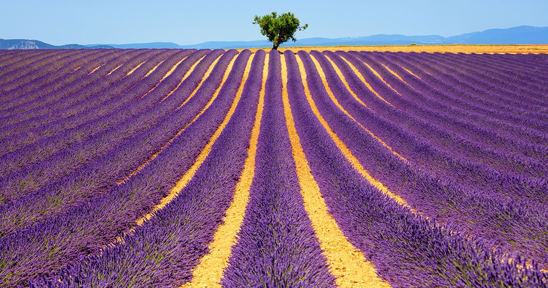 Perdezvous dans les champs de lavande de Valensole, ces étendues