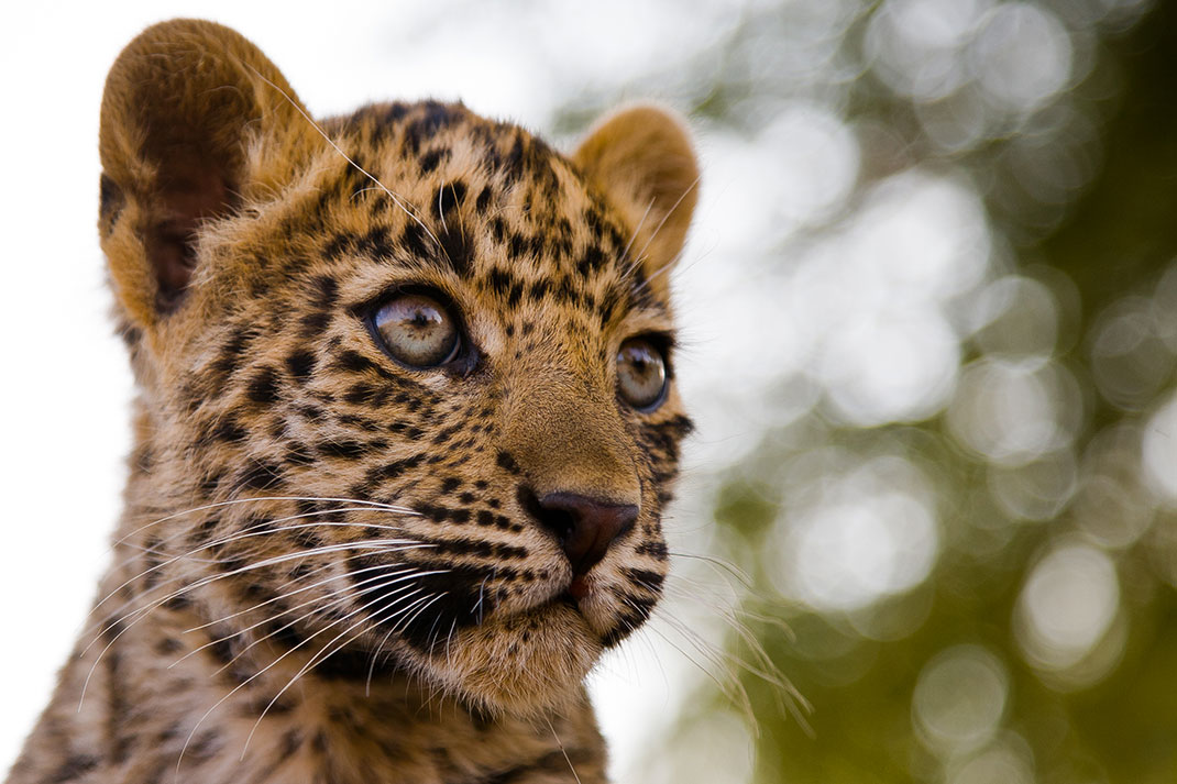 bebeleopard Daily Geek Show