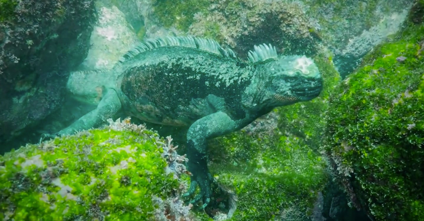 Plongez à la rencontre de l'imposant Iguane marin des îles