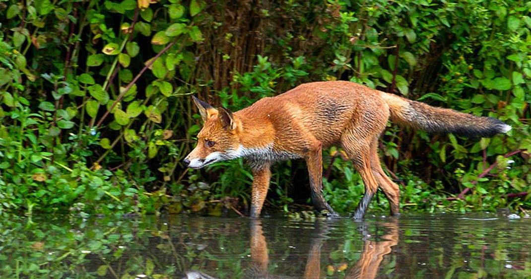 Le renard est loin d'être un nuisible il nous protège